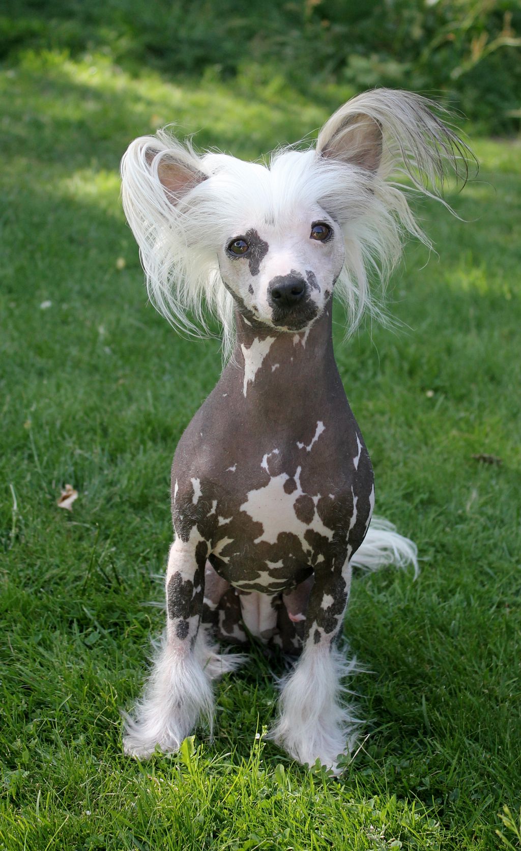 Blendverk's Blue Fondation