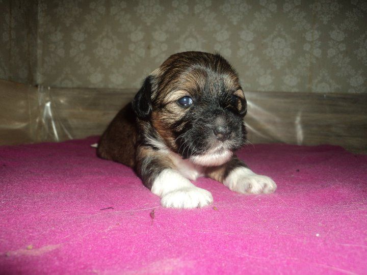 Rose Of Aiden Just by my own