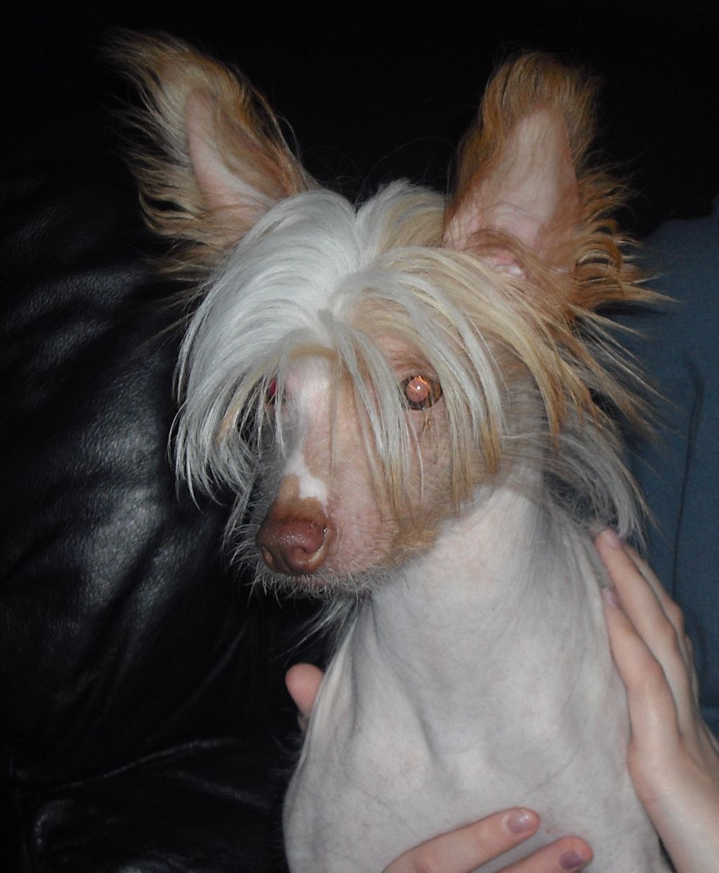 Dandyfree's Chocolate To Gizmo