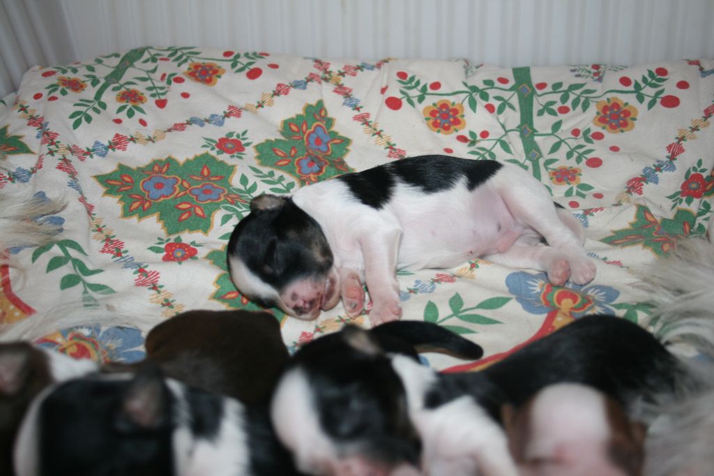 Dandyfree's Flyttar Till Grannen