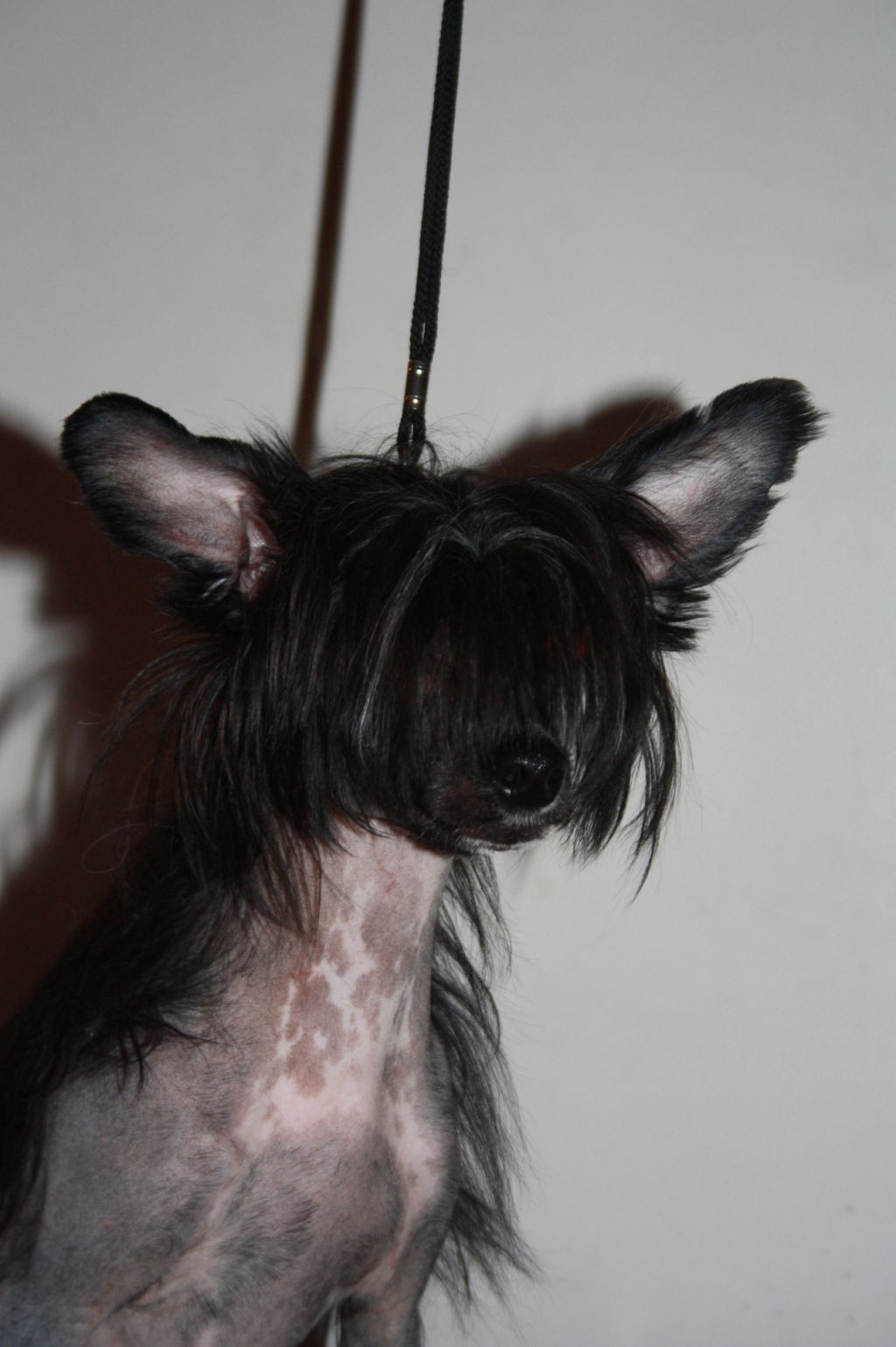 Lady's Trick Quianna