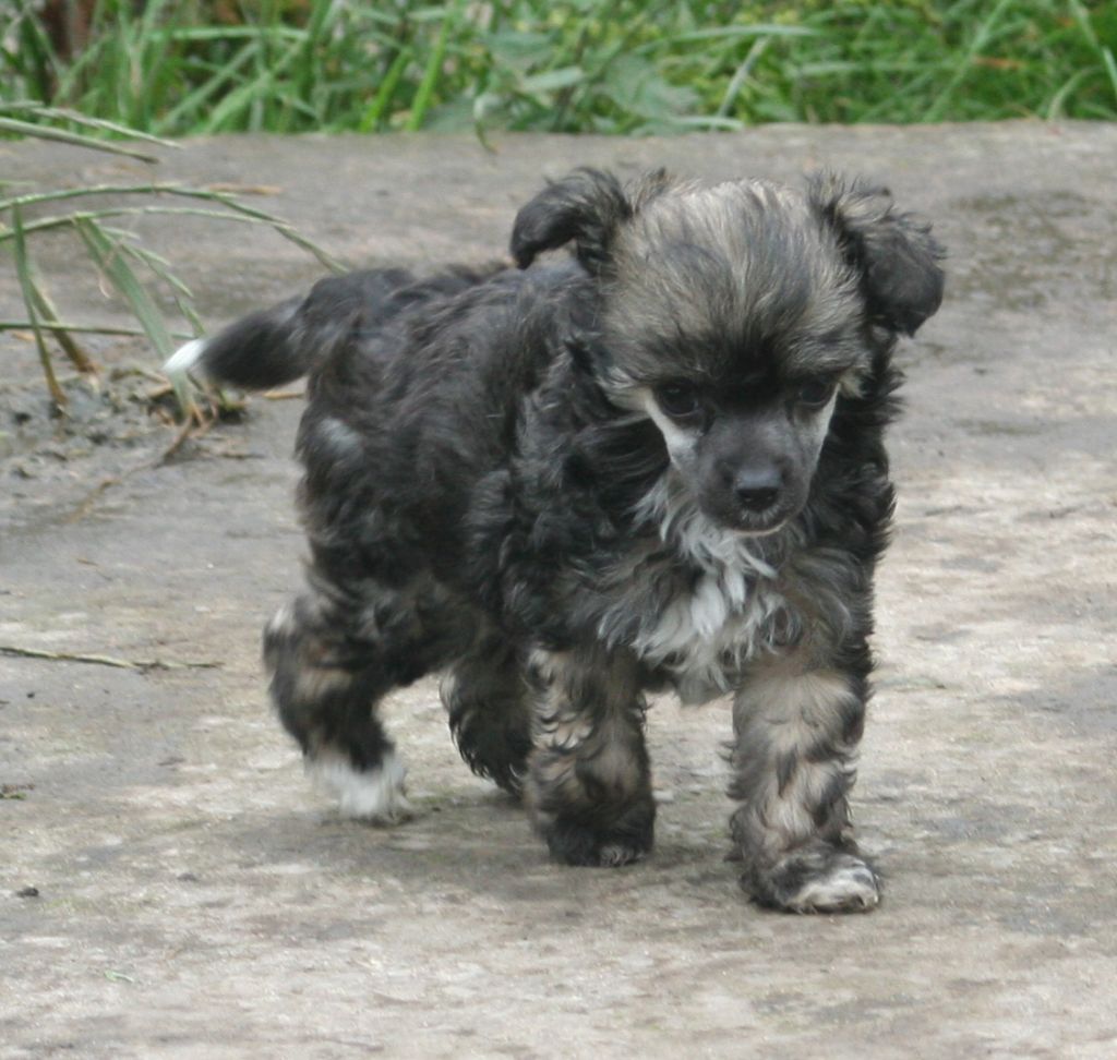 Tamarsh Royal Reflection