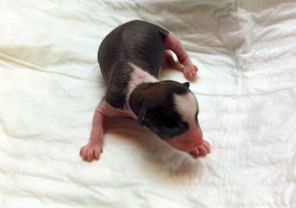 Fantastik Kashmir O...