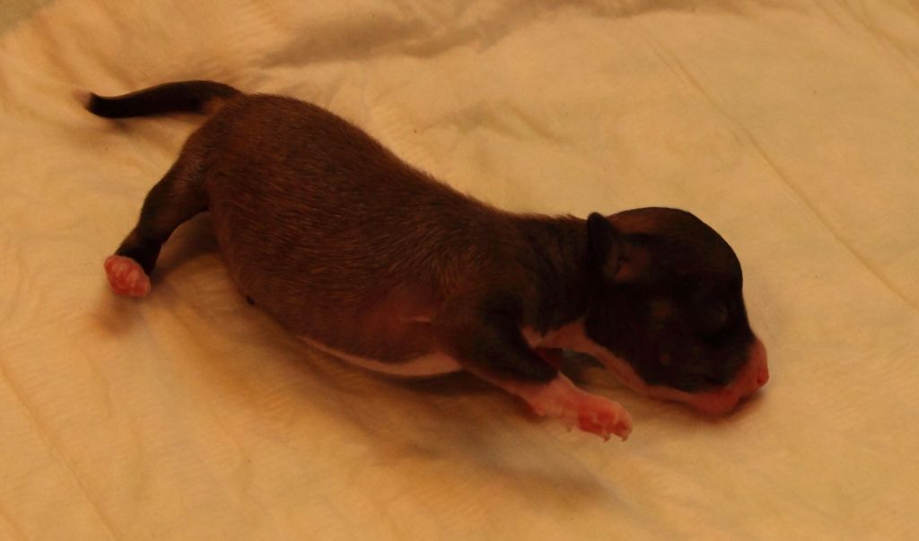 Fantastik Kashmir O....