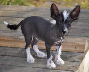 Dogtrix Gulliga Gottfrid