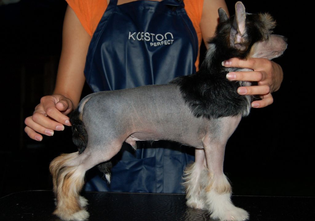 Moonangles Prince Of Persia