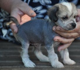 Dogtrix Hemliga Hugo