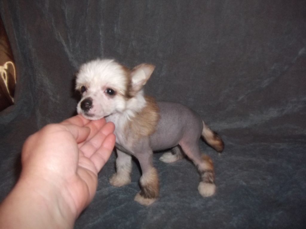 Soul Line Zlata Kanis