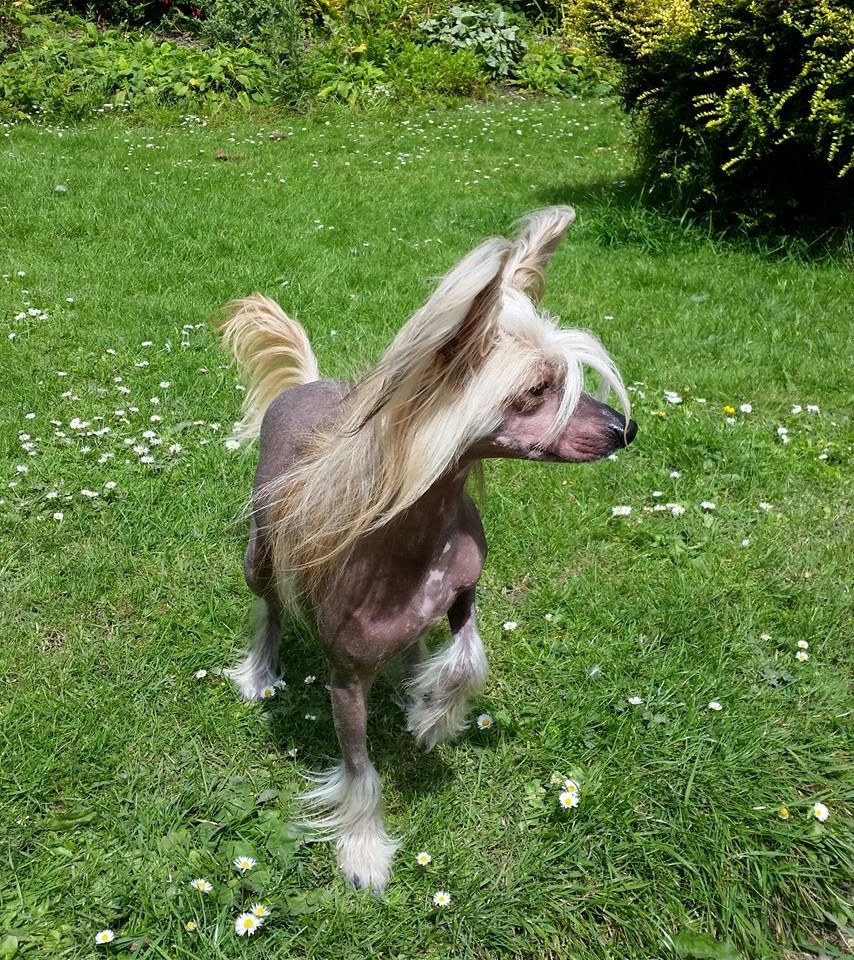 Gizootys Midnight Ruby