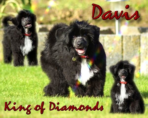 Davis King of Diamonds