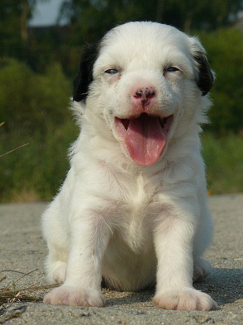 Arctic Glow Best Choice