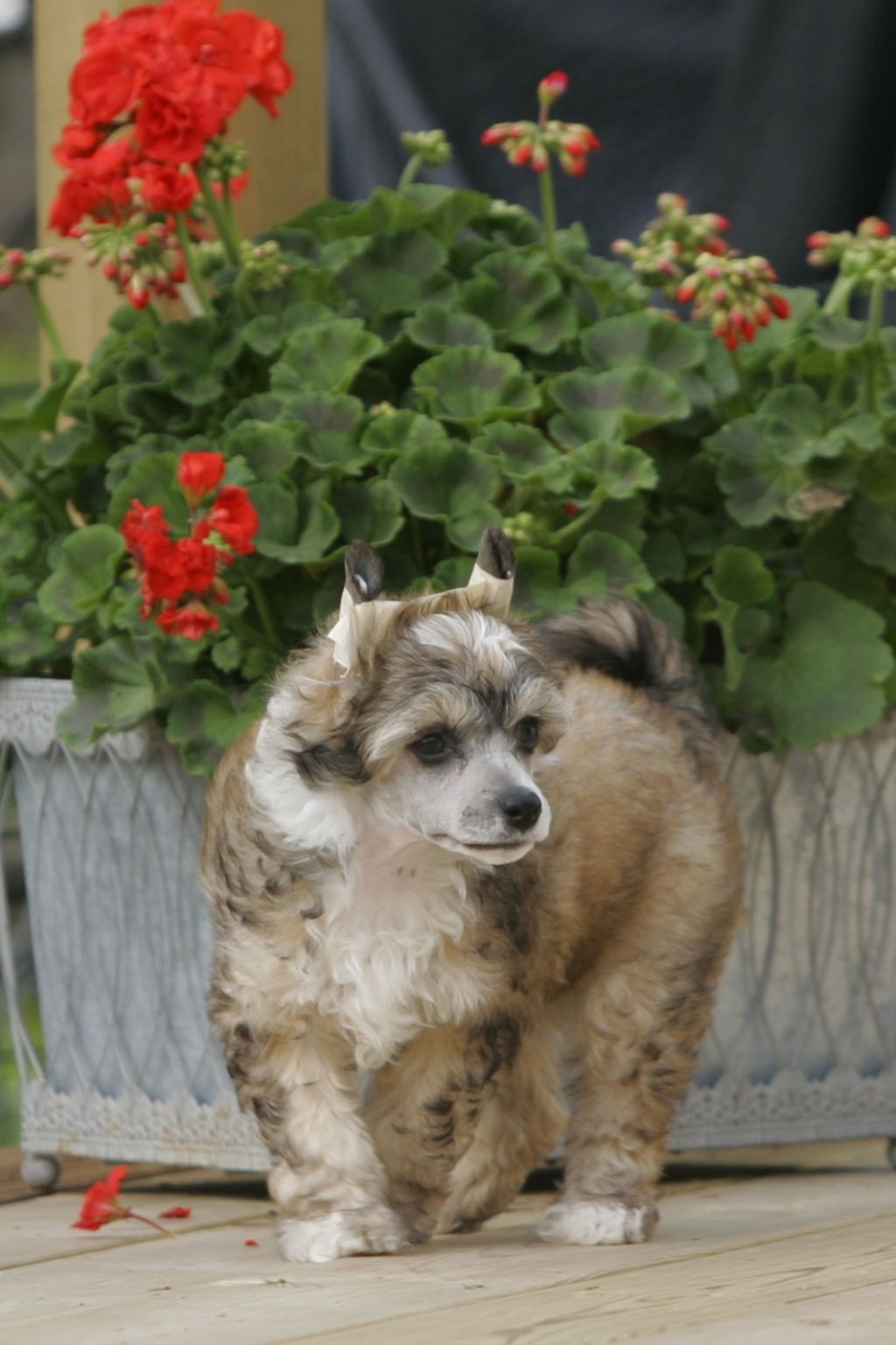 Gou's Mahogny Hall Stomp