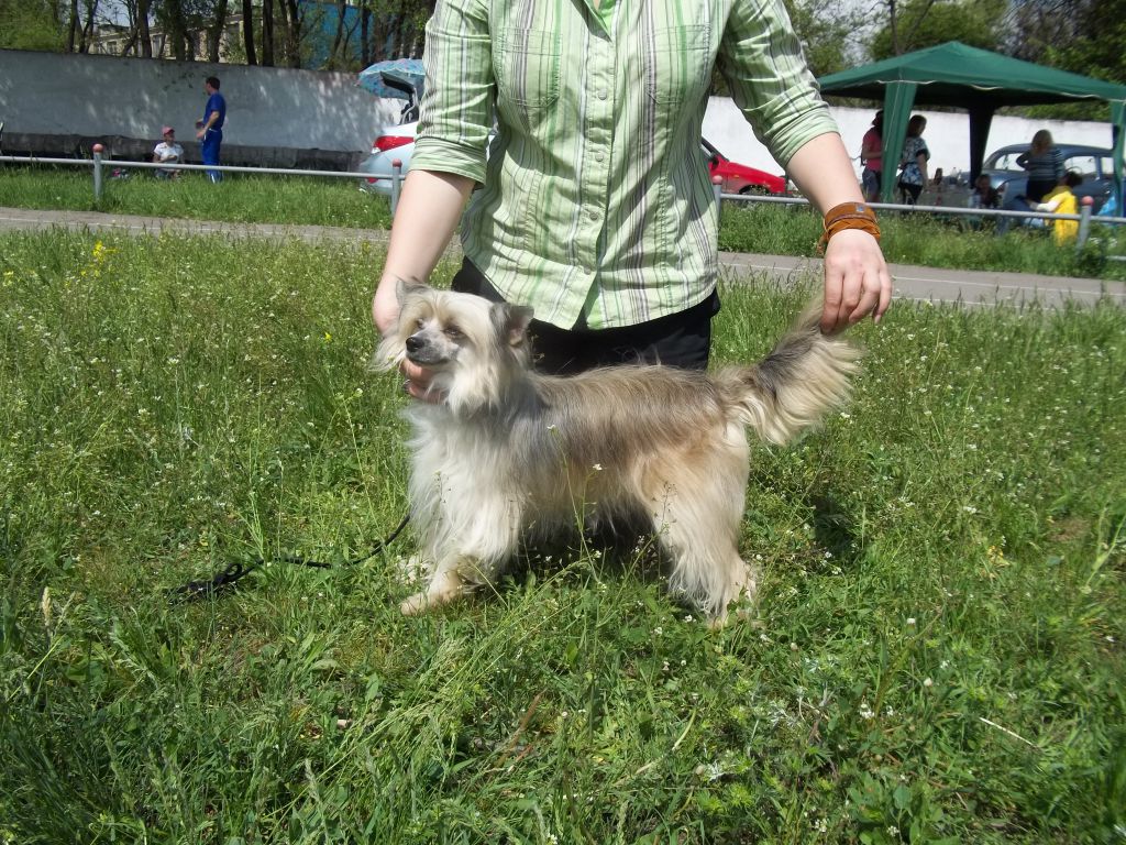 Nemezis Molosos Gratzi