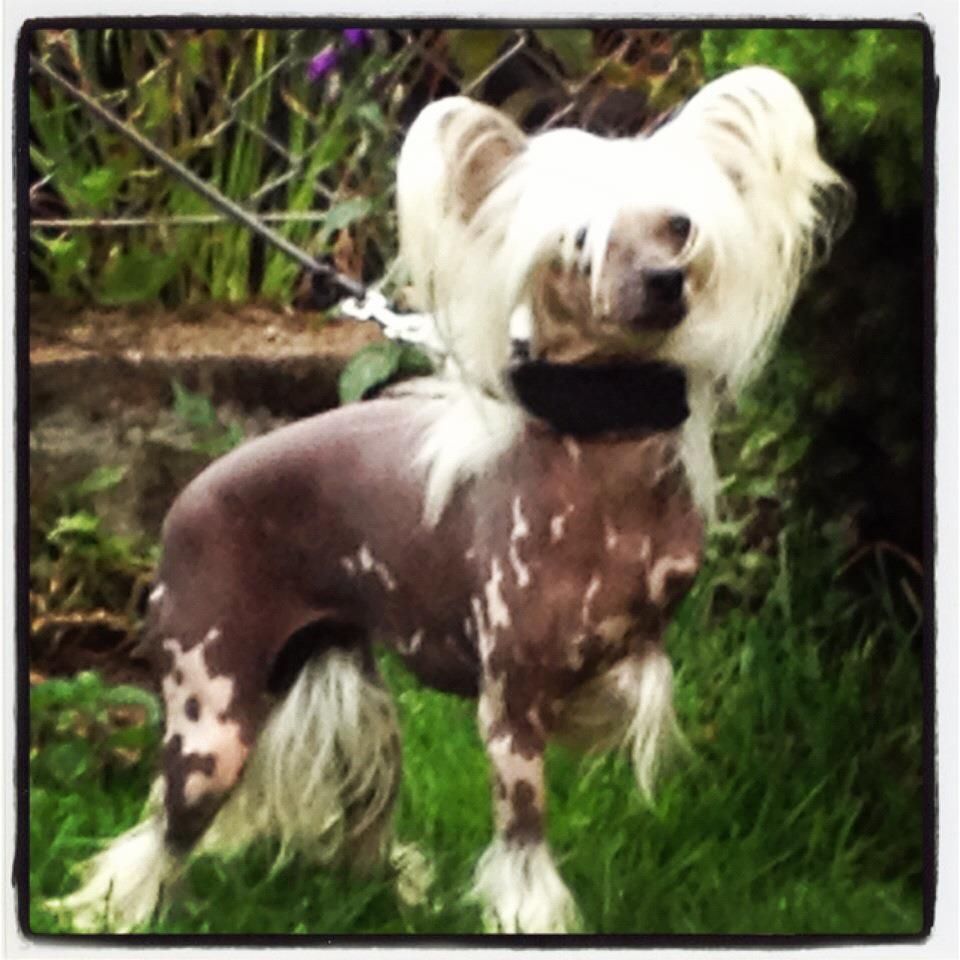 Black Track's Oh-Bla-Dee