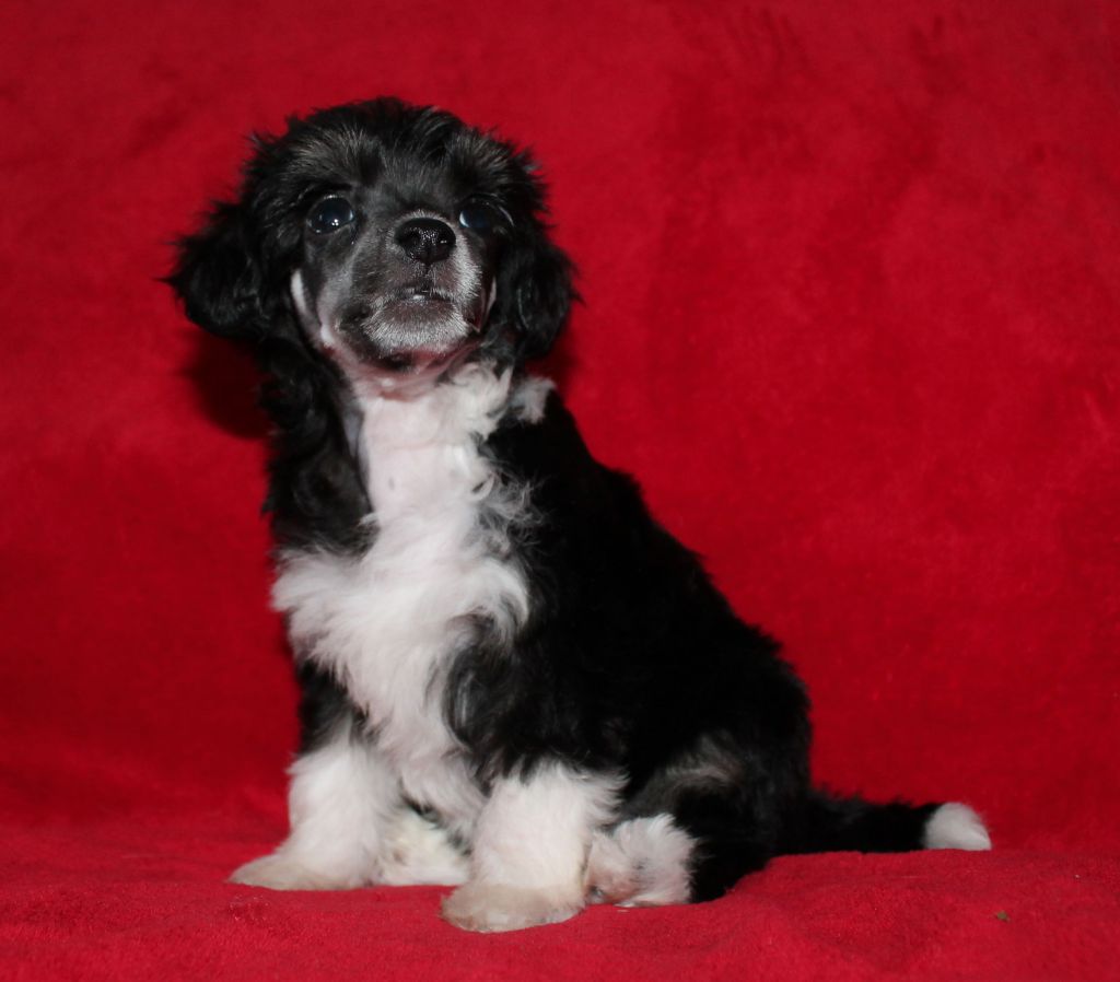 Curlycrest's New Favorite Memory