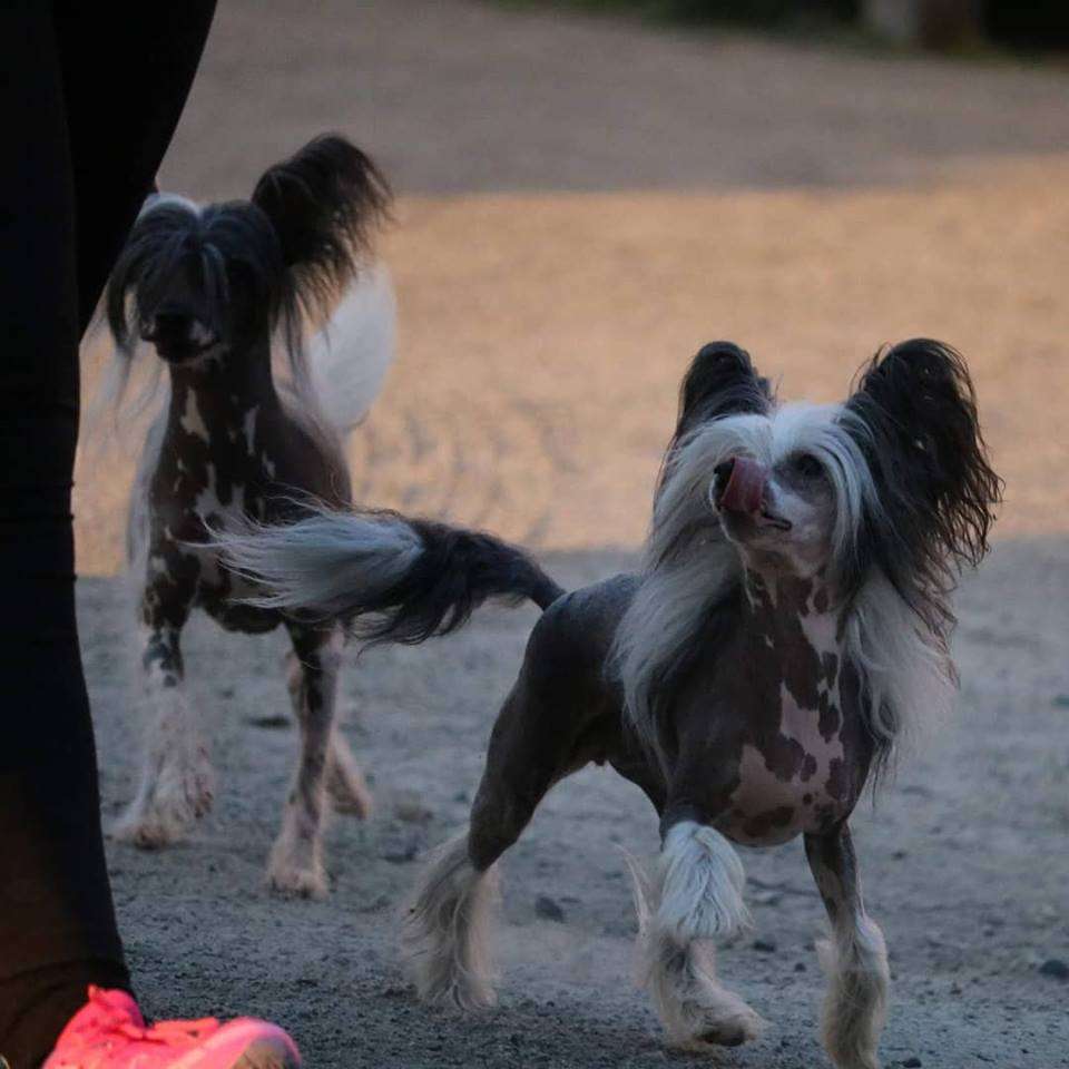 Curlycrest's Whiskey Lullaby