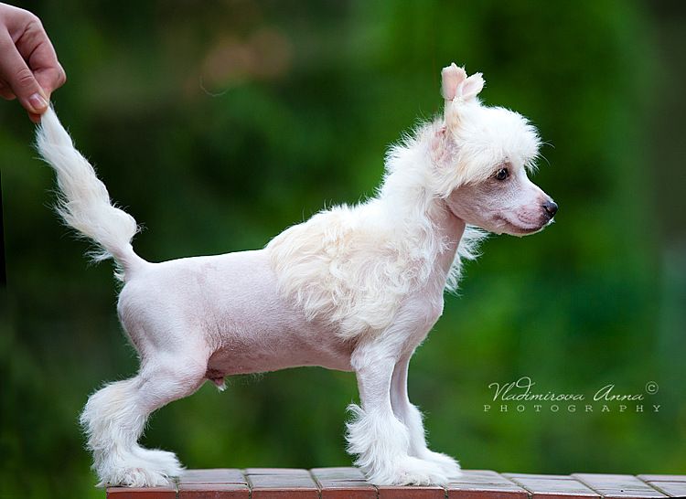 Fantastik Kashmir Peter