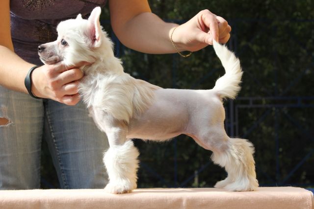 Apriori Vip Cioccolata Bianca