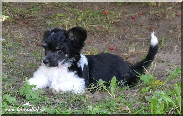 How Wilful Chinese Charmer