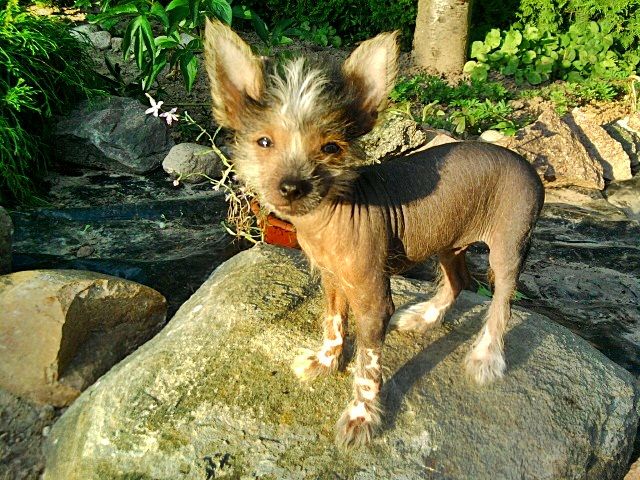 BELTANE Valp fra Elizabeth