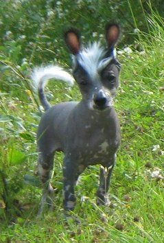 Grand Sariolo Viking