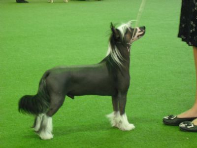 Lakenta Ride The Storm Trooper