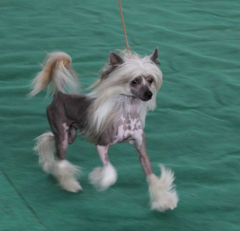 Favorit Iz Sozvezdiya Psov