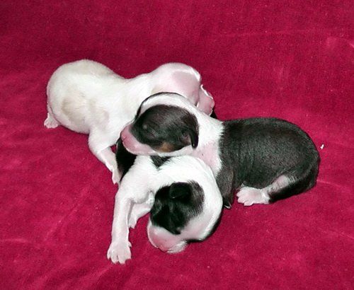 F.......Iz Sozvezdiya Psov