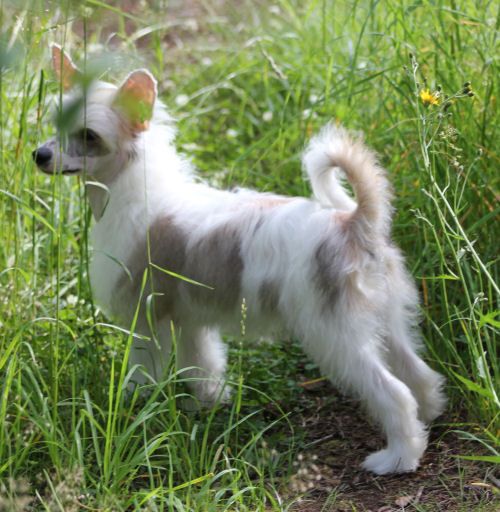 Minnepy's Xtra Adorable