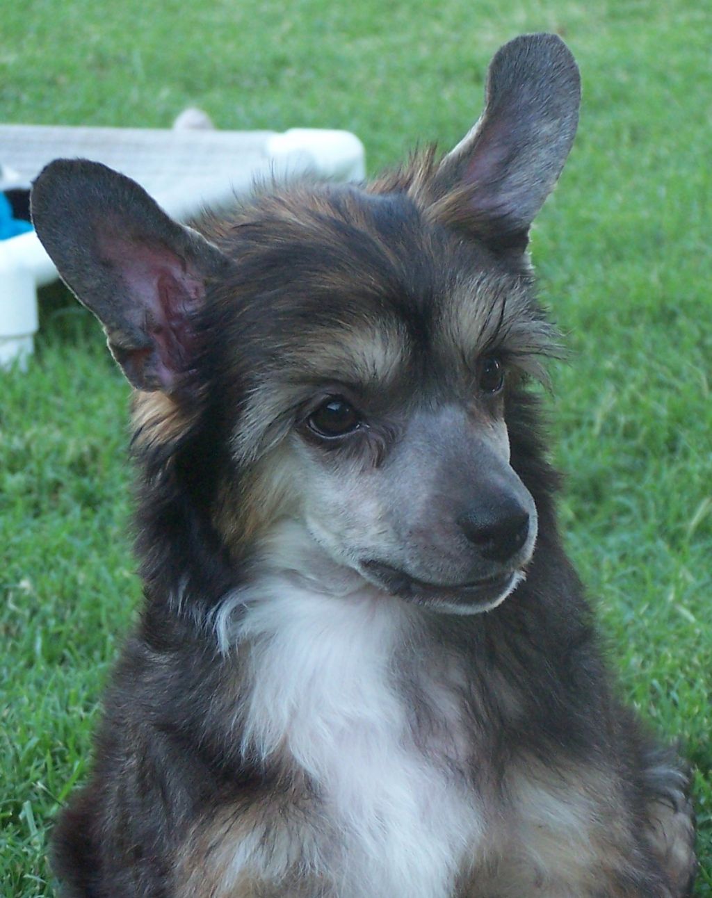 Altacrest's Make me a Match