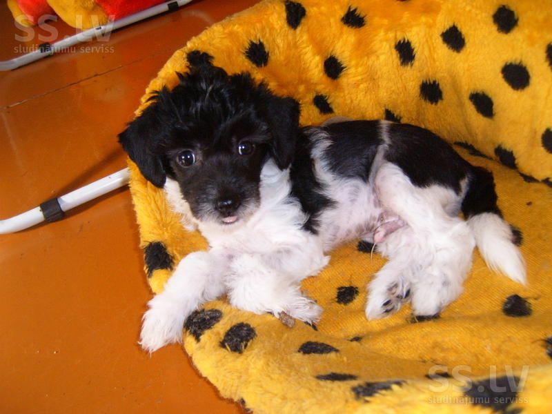 Magestic Dog Fen Chin J.....Sarbona