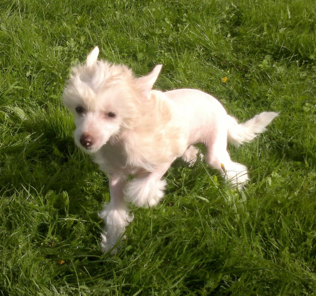 Magestic Dog Fen Chin Jasmina Sarbona