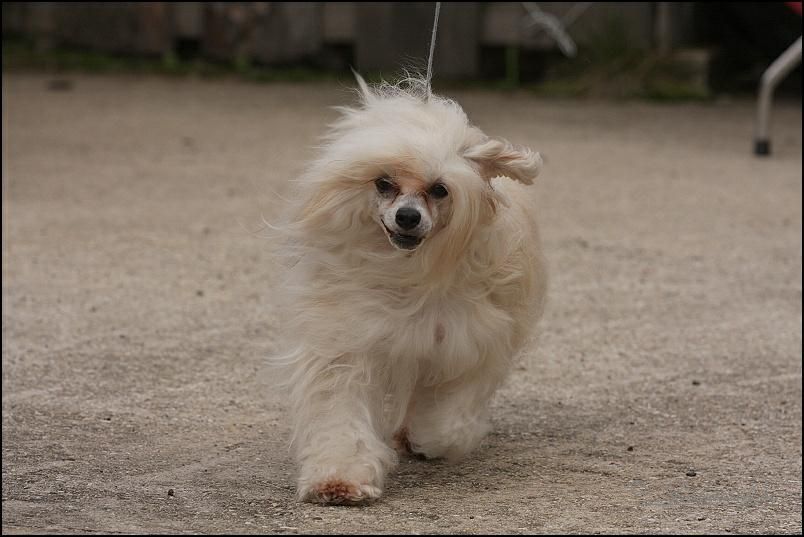 Fatty Divoký m?síc