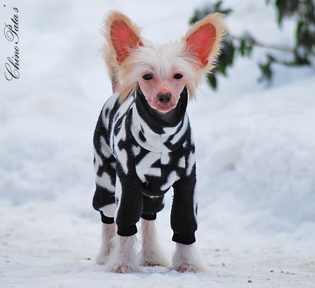 ChinoPata's Exclusive Nudity