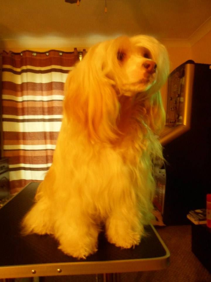 Despinia Poetry n Roses