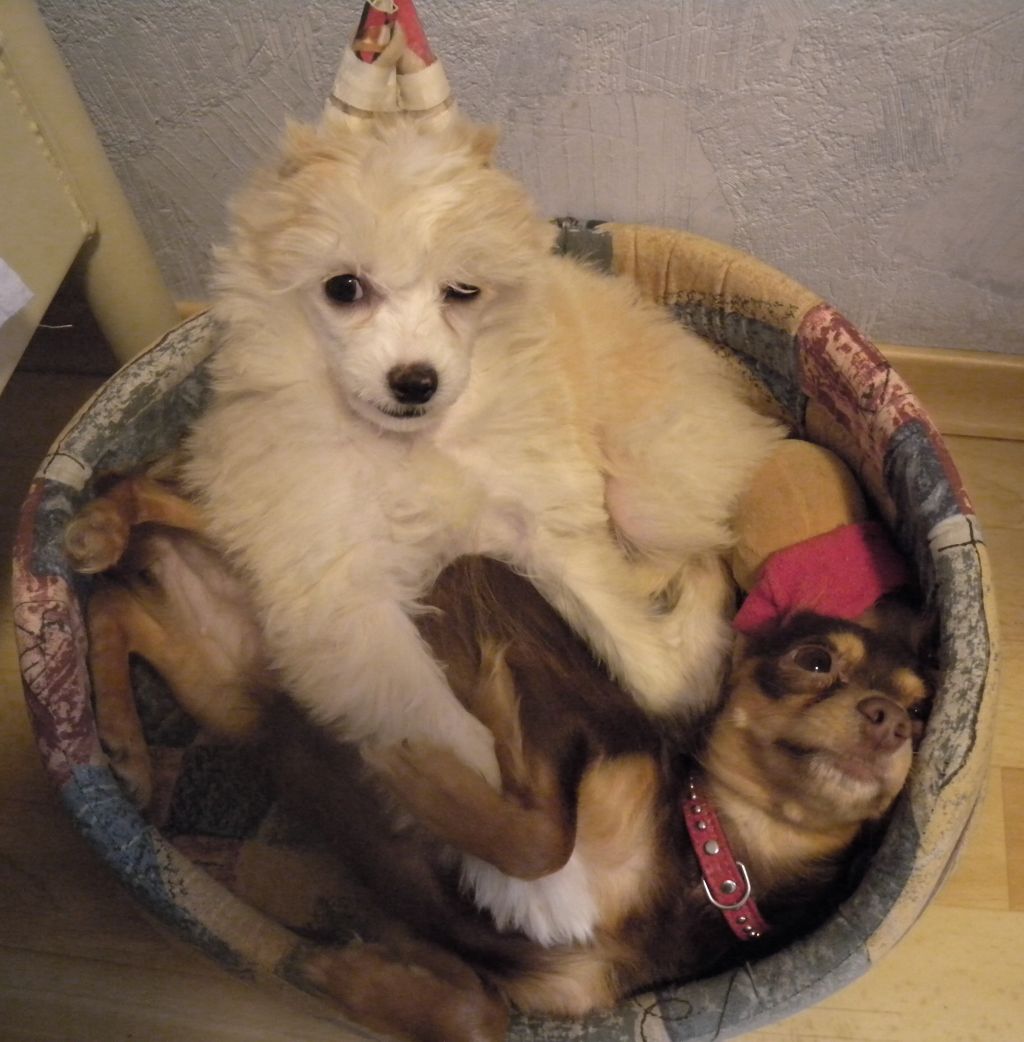 Albina Gift Of Fortune