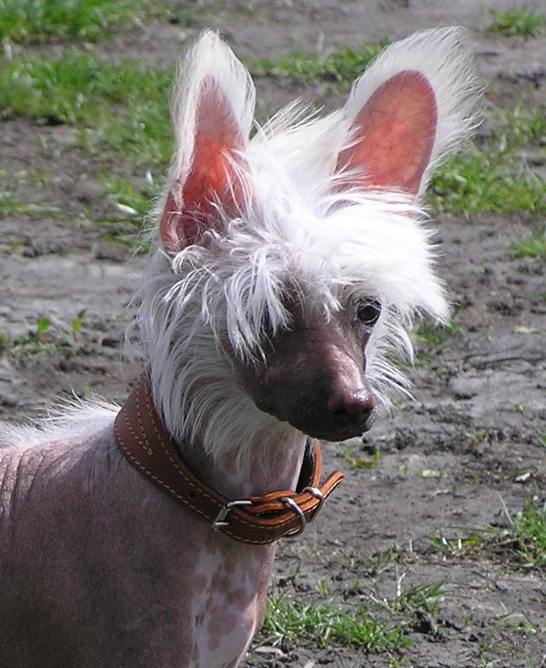 Mini Princess de Fageiro