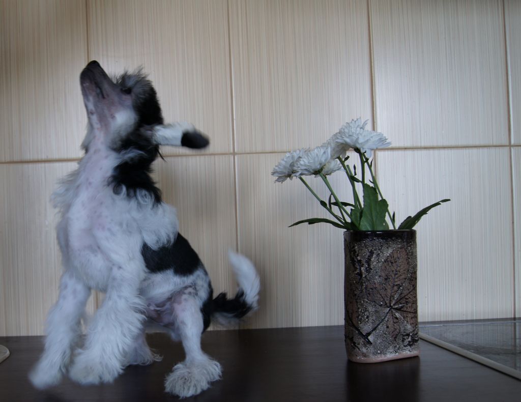 Landkris Diamond Black