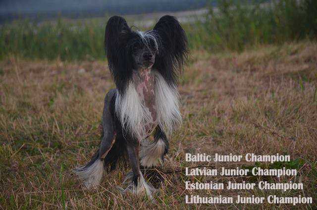 Golden Diamond Cresteds Hisashi