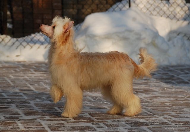 Golden Diamond Cresteds Hajimi