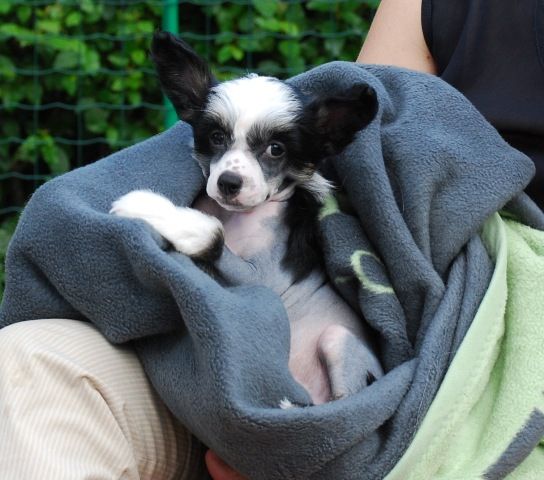 Golden Diamond Cresteds Hiroki