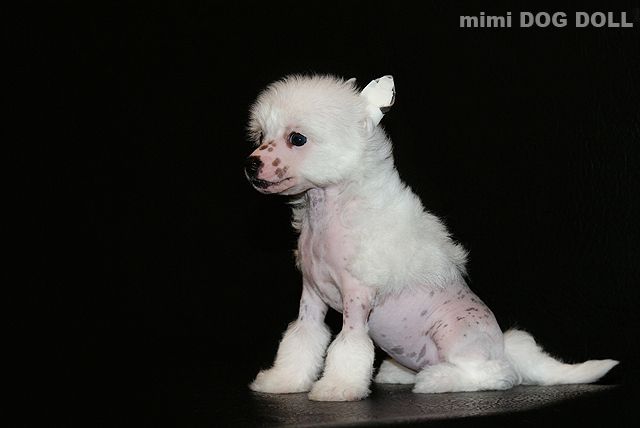 Mimi Dog Doll Havana