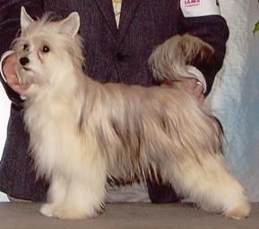 Shakai Raindance Curios