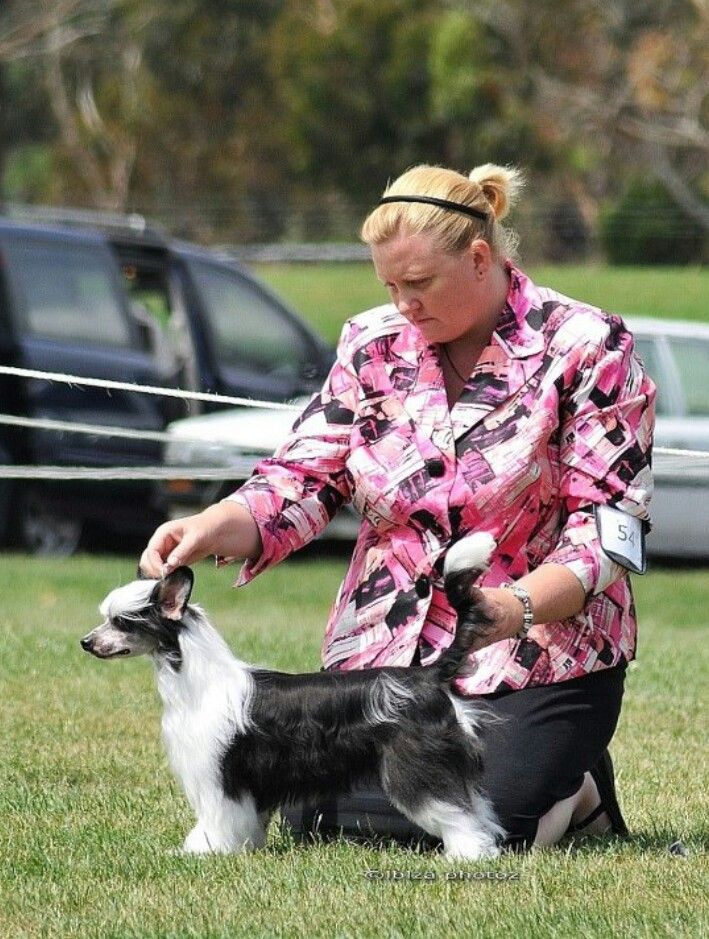 Crestcai Magpie Magic