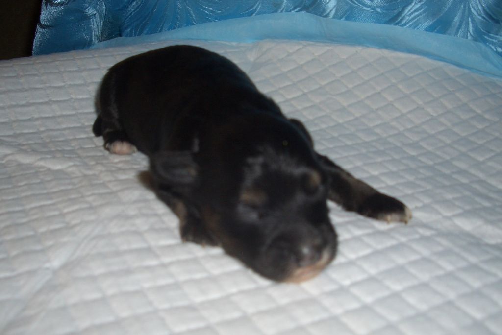 Gallaktik Demir Iskra Imperii