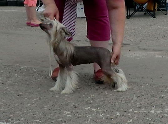 Amalina'S Galadriel Utrennya Zvezda