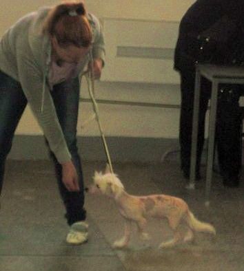 Sapfir iz Tsarskogo Sela Iris De Laif