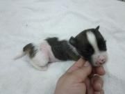 Afcrest lets game begin HL