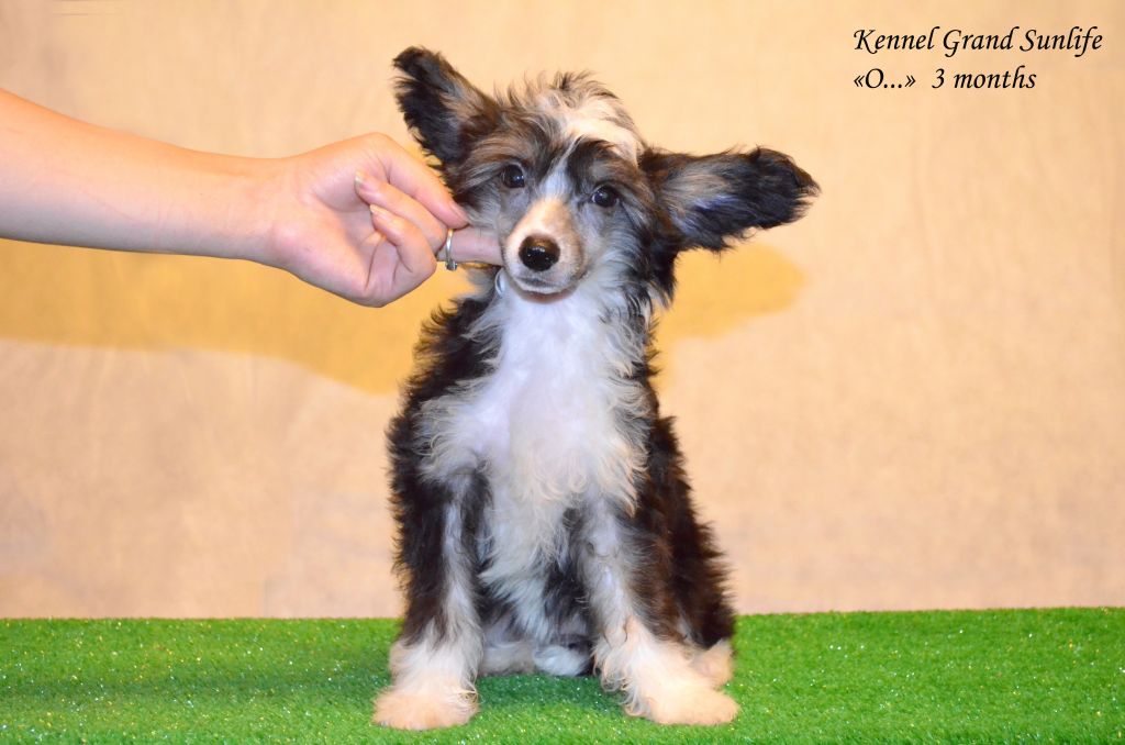 Grand Sunlife O'vacia