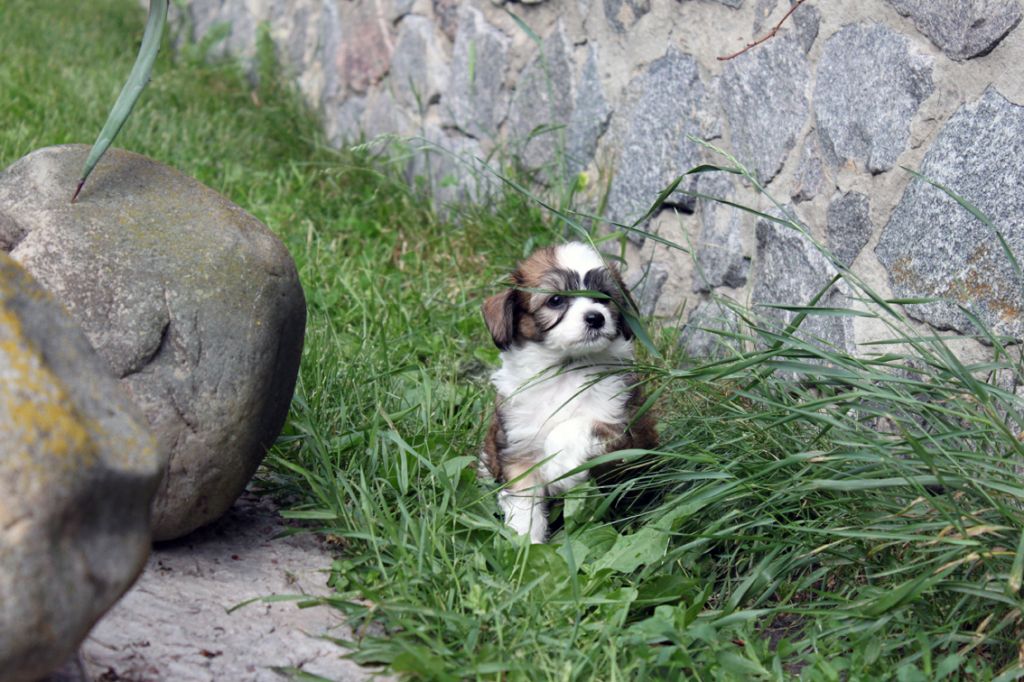 Elisey Del Azart Dog